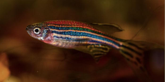 A Method to Detect Genetically Modified Animals in the Environment