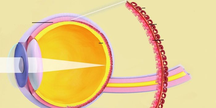 Researchers Bioprint 3D Eye Tissue