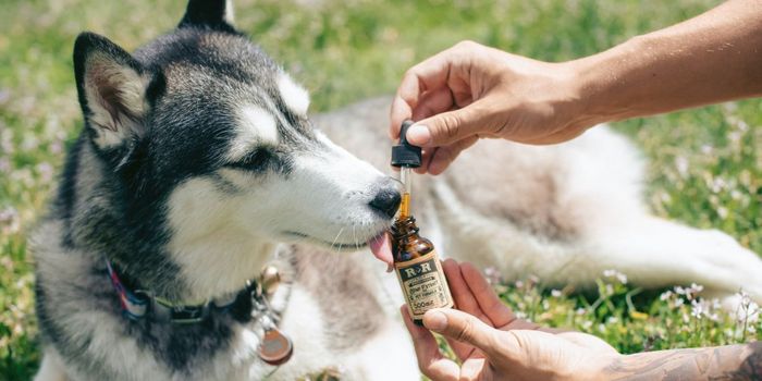Vets Warn Against Using CBD for Pets