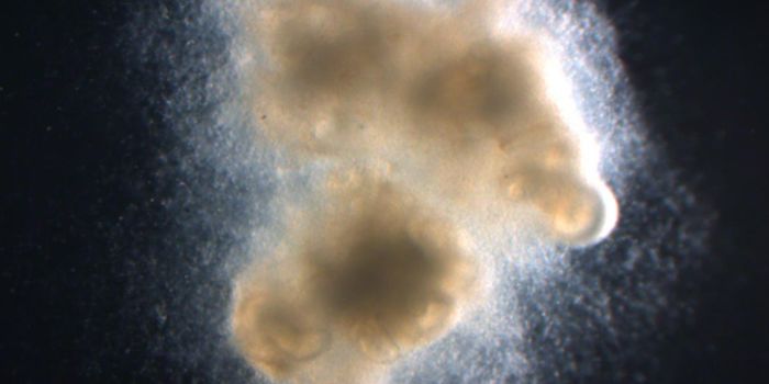 Engineered Intestinal Tissue With Functional Nerves Advances Research