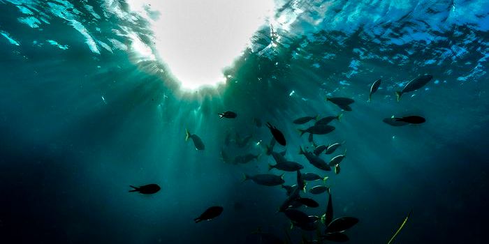 Swimming in Anxiety: The Effects of Artificial Light on Zebrafish