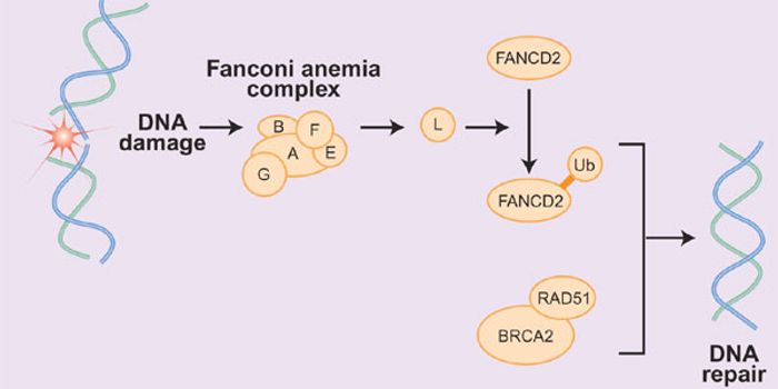 Unique Mutation Discovered to Cause Rare Genetic Disorder Fanconi Anemia