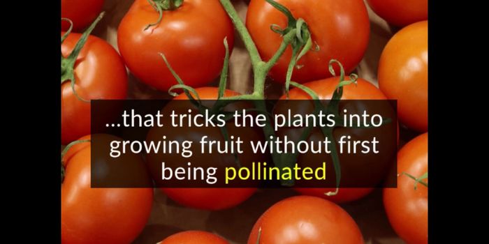 Genetically Modified Tomatoes Cut the Need for Bees