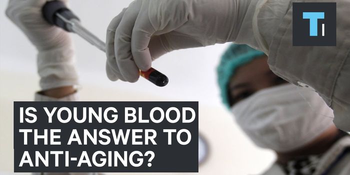 Young Blood Transfusions to Rejuvenate the Old?