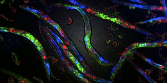 Faulty Genetic Replication can Cause Problems for Future Generations