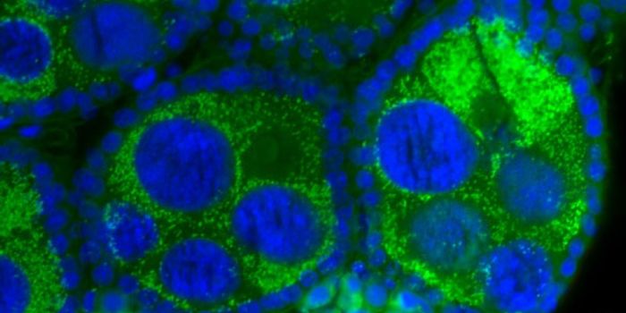 Secrets of Wolbachia revealed