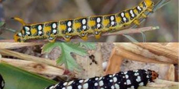 Gut Microbes Enable Moths to Digest Toxins