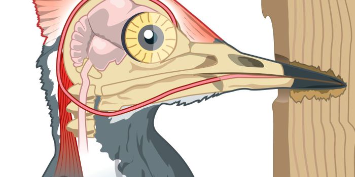Peck away: the science behind woodpeckers' brains