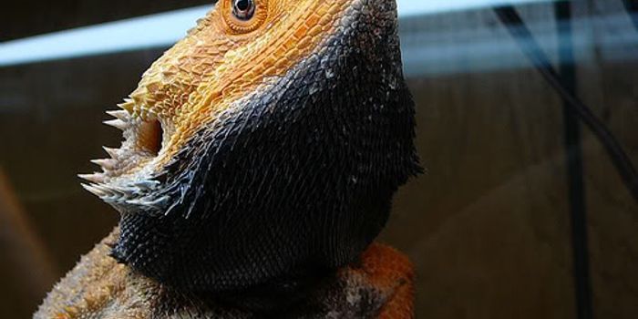 Bearded Dragons Can Change the Color of Their Bodies on Demand