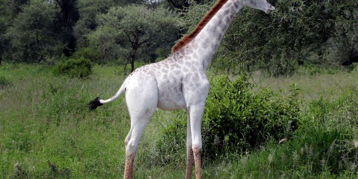 Rare White Giraffe Photographed in Tanzania