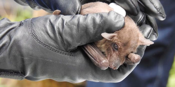 Hunting the Marburg Virus