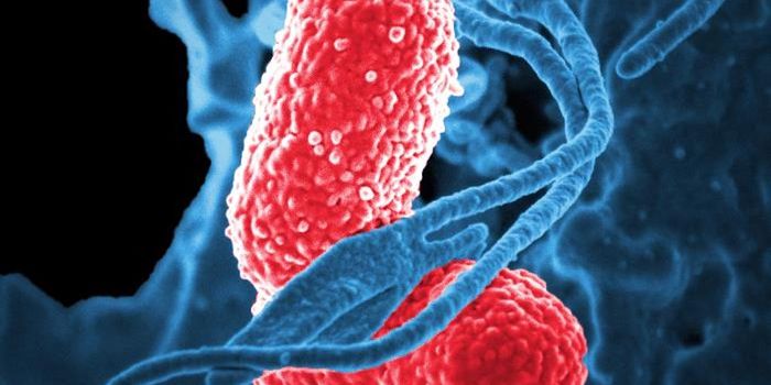 The Germs in Hospitals are a Bigger Threat Than Those on Farms