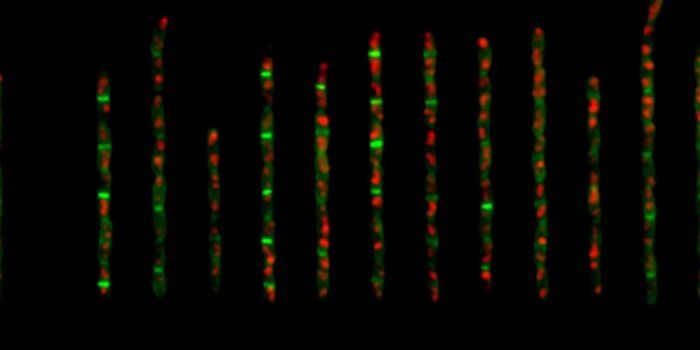 Understanding How Cell Size is Controlled