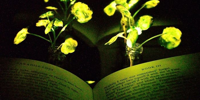 These Plants Are Engineered to Glow Like Lamps