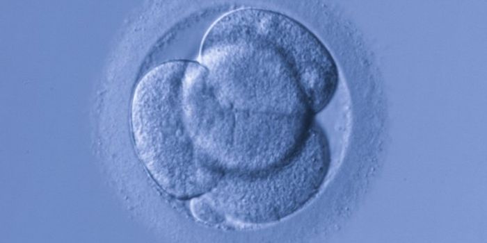 Editing Human Embryos: A Brief History