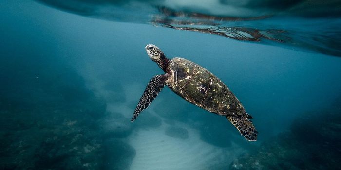 Greater Than 1.1 Million Sea Turtles Poached Over The Last 30 Years