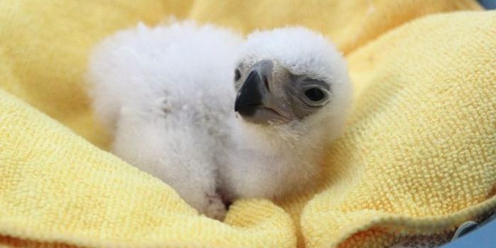 Say Hello to This Rare Philippine Eagle Chick That Was Just Born