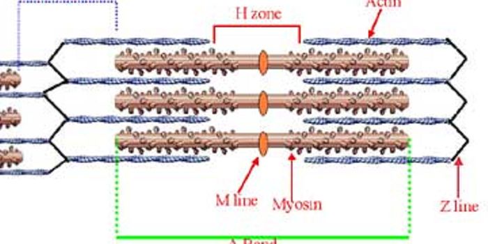 Dissecting the Structure of Cardiac Muscle to Understand Myopathies