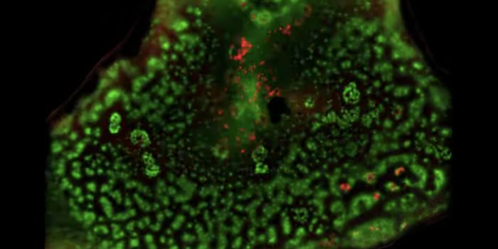 Cell-Like Structures Form Out of Frog Egg Cytoplasm