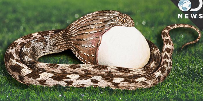 Why Have Some Animals Evolved to Swallow Food Whole?