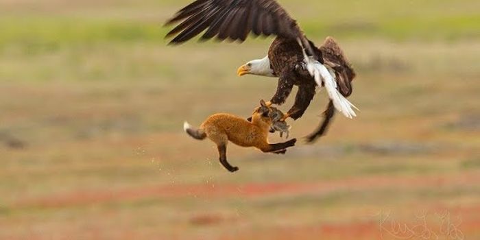 Bald Eagle and Fox Fight for Prey in Mid-Air