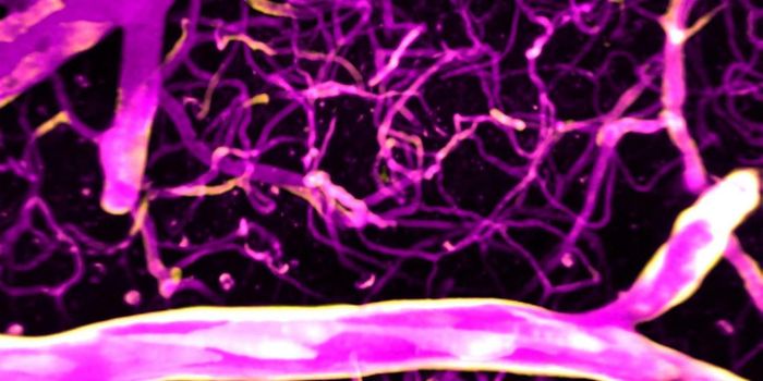 Calcium Seems to Control Blood Flow in the Brain