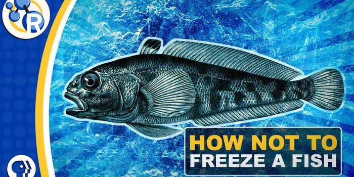 Biochemical Antifreezes: How Do They Work?