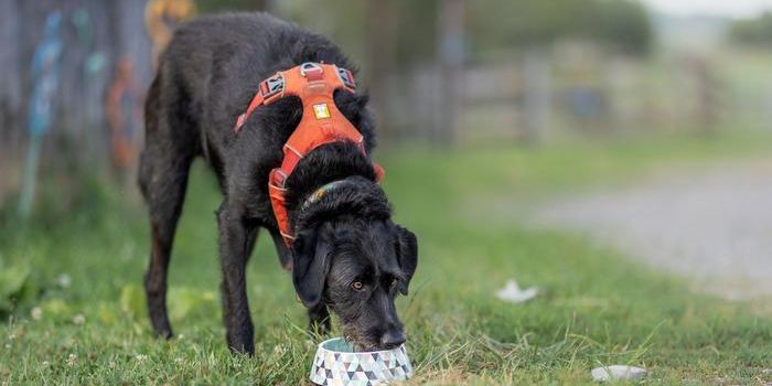 Protecting Your Dog Means Testing Your Water