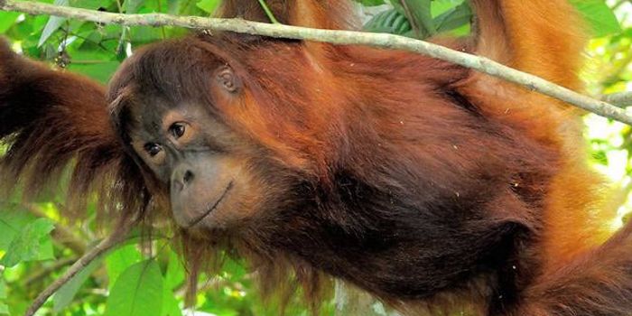 Is there palm oil in that?