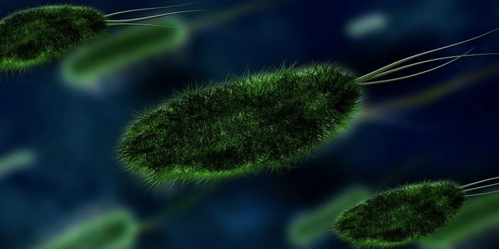 Together, Two Gut Microbes Have a Nasty Effect