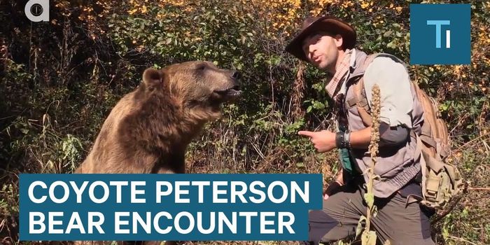 Here's What to Do if You Stumble Upon a Wild Bear