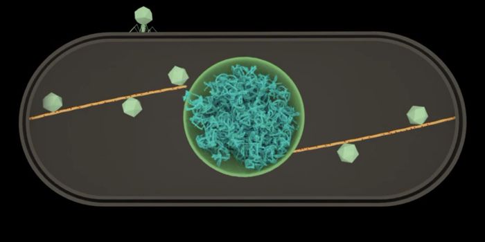 A Virus Can Create a Sophisticated Transport System in Bacteria