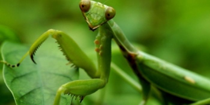 Insect 3D Glasses for Depth Perception Research