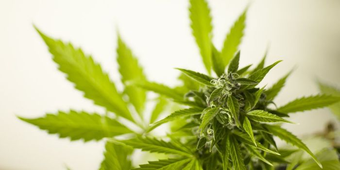 Over 50% on Medical Cannabis Experience Withdrawal Symptoms