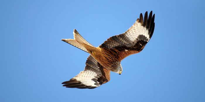 Red Kite Conservation Hindered by New Factors, Study Finds