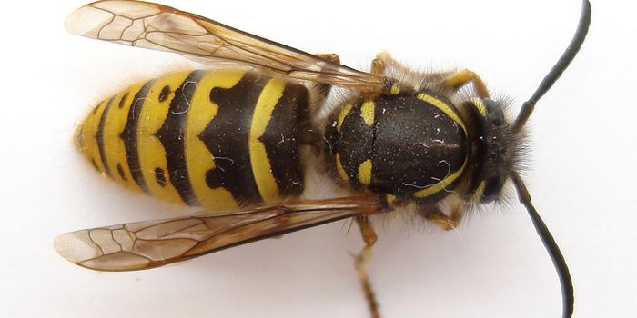 What If We Killed All the Wasps?