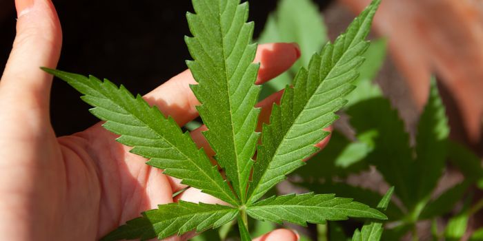 Study Finds CBD Does Not Reduce the Psychoactive High Caused by THC