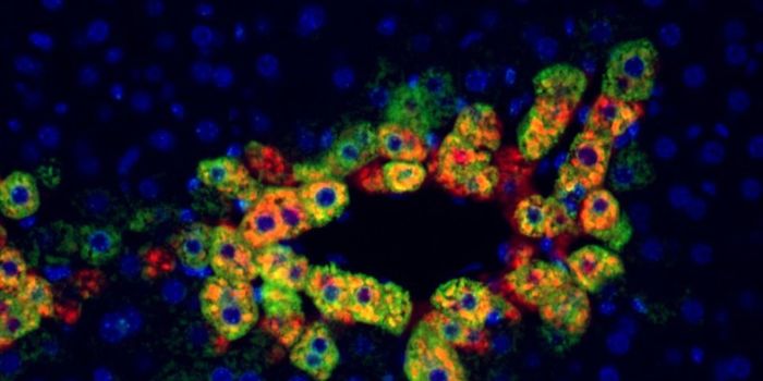 Re-purposing Anti-rejection Drug for Liver Cancers