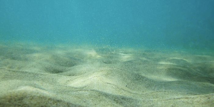 Ocean Microbes Live At the Boiling Point