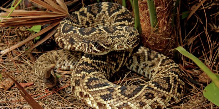 Fungal Disease Affecting Snakes Is More Widespread Than Thought