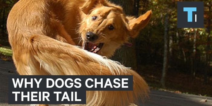 Why Do Dogs Chase Their Tails?