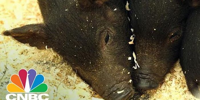 These Pigs are Cancer Pioneers