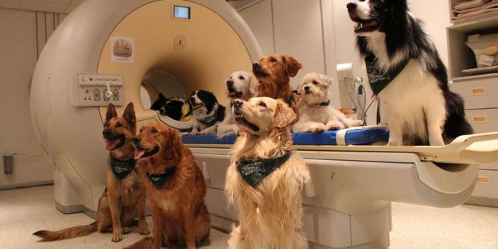 Dogs Understand What You're Saying, and How You Say it, Study Shows