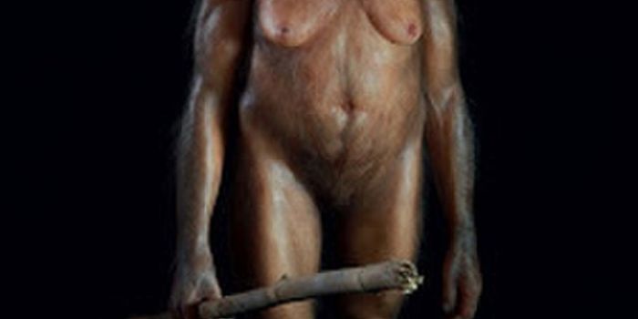 The Hobbit's feeding biomechanics were similar to humans