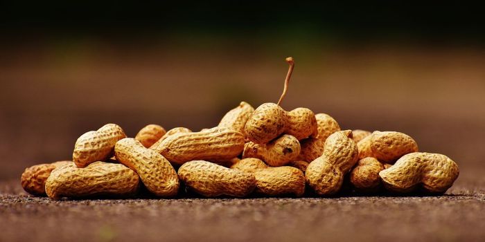Oral Immunotherapy Puts Peanut Allergy into Remission