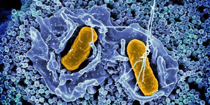 A Component of Mucus Can Stop Salmonella Infections