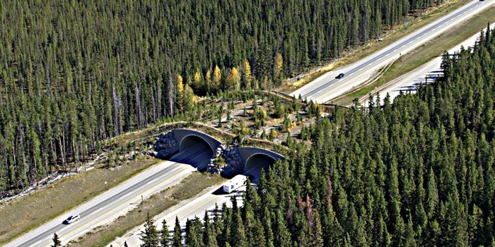 How did the chicken cross the road? In a animal-friendly tunnel, that's how!