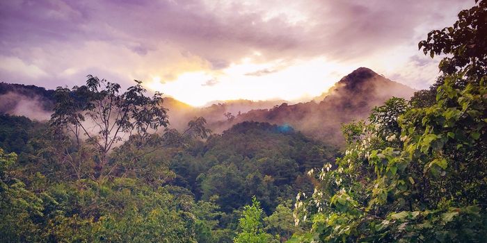 Phosphorus Deficiencies Limit Plant Growth in the Amazon