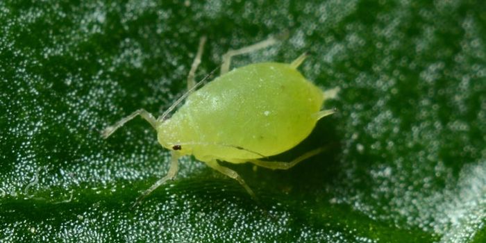 How Do Drugs Treat Parasitic Infections?