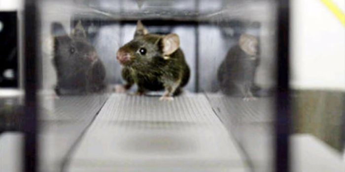 'Exercise-in-a-pill' boosts stamina in mice